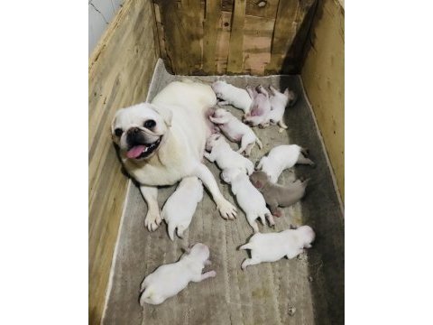 Egzotik beyaz pug yavrularım özel olmak istiyorum diyorsan