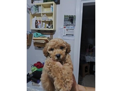 3.5 aylık safkan toy poodle