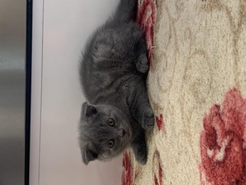 Scottish fold yavrular