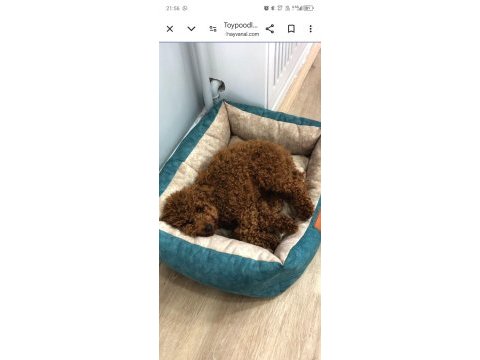 Tatlı poodle sarı patiler