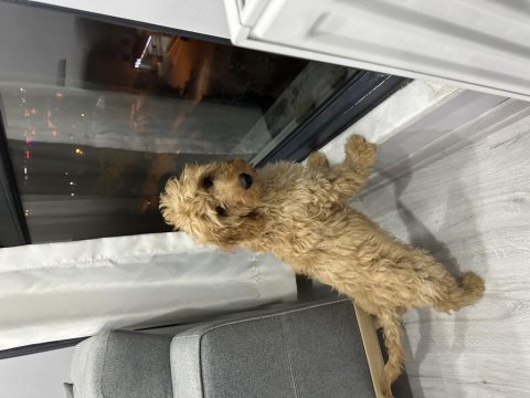 4 aylık erkek ırkının en iyisi poodle