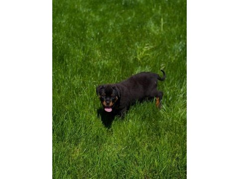 Şecereli extrem rottweiler yavruları mevcuttur