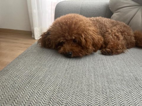 Yetişkin teddy poodle 20 cm omuz yüksekliği 2 kg