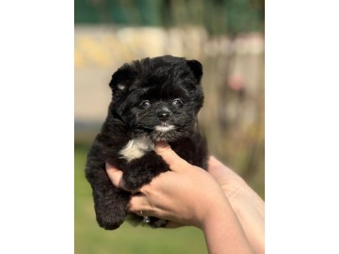 Pomeranian poodle pomapo yavrumuz
