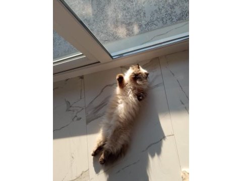 Prenses mia himalayan kedimiz