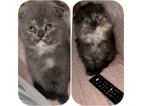 Scottish fold yavrular
