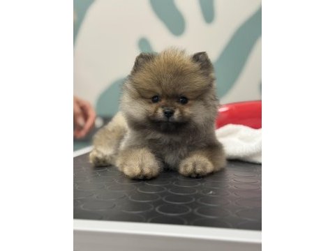 Erkek 4 aylık orjinal ayı surat pomeranian