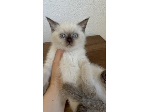 Chocallate point british shorthair yavrumuz