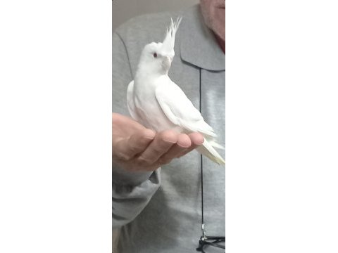 Sevimli kırmızı göz albino sultan papağanı yavrusu