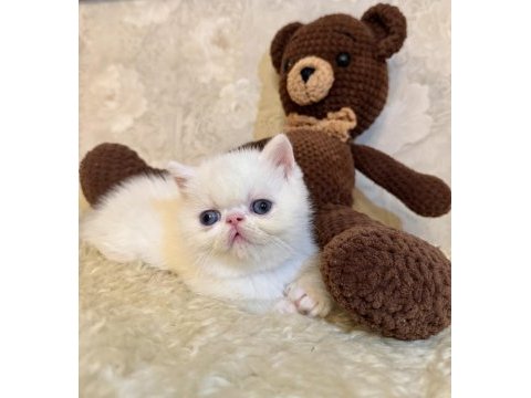 Exotic shorthair iddia ediyorum ülkedeki en iyi yavrular