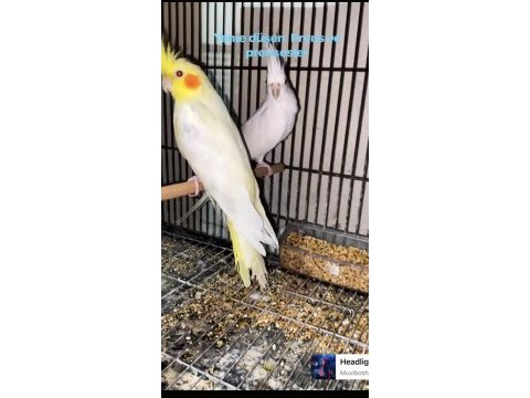 Yem kırabilen yavru sultan papağanı