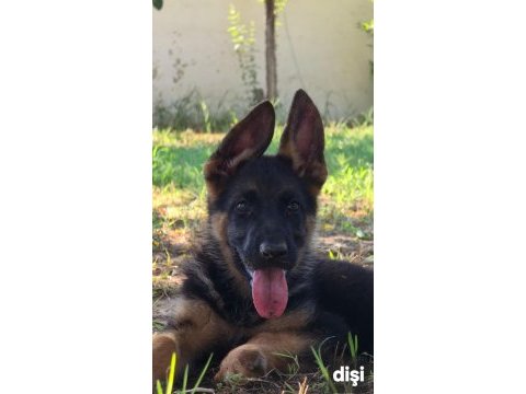 Safkan şecereli alman çoban köpeği yavruları