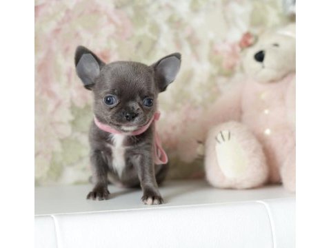Teacup xs elma kafa küt burun sivava yavrular