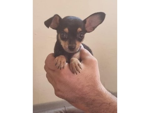 Minyatür pinscher köpeği 2 aylık