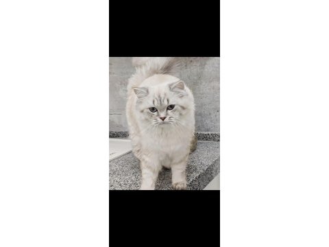 1.5 yaşında british longhair ücretsiz
