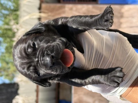 Cane corsa alan koruma köpeği yavruları 