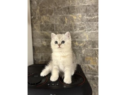 Brıtısh shorthair sılver yavrularım 