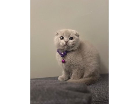 Özel renk scottish fold lilac renk anatomi harikası