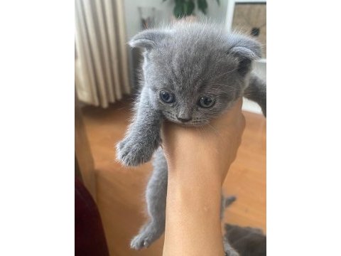 Scottish fold yavru
