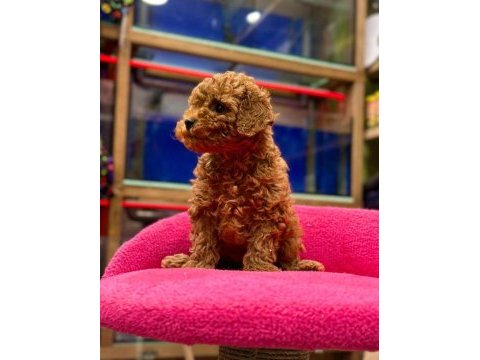 Red brown poodle yavruları aşılı