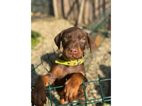 Kahverengi doberman bebekleri