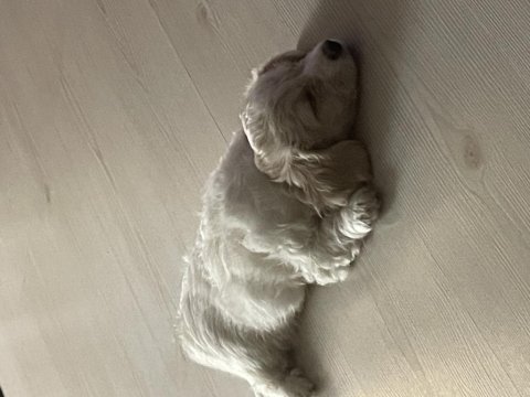 3 aylık maltipoo tuvalet eğitimi var