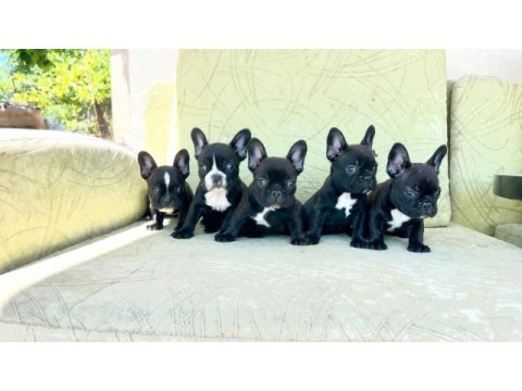 A kalite french bulldog bebekler