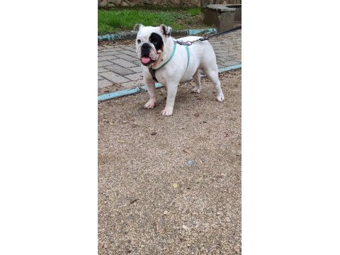 Egzotik ingiliz bulldog dişi