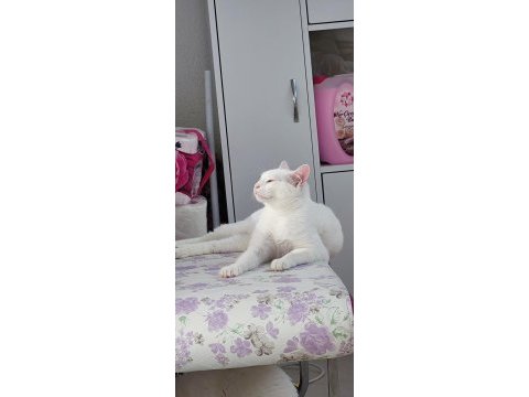 2 yaşında kısır ankara kedisi