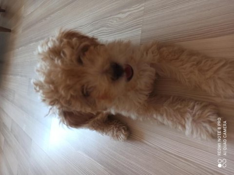 Erkek maltipoo 4 aylık