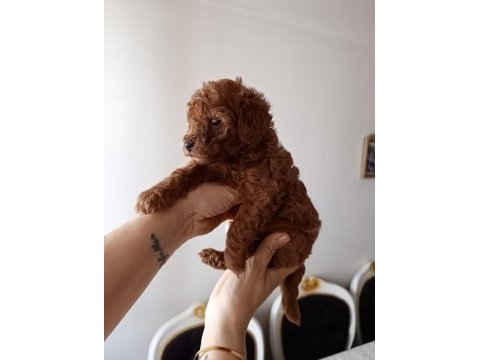 Safkan red brown toy poodle yavrular üst kalite