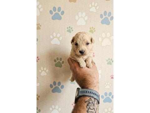 Kg garantili üst kalite maltipoo bebekler