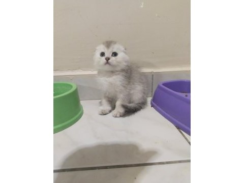 Sahibinden scottish fold