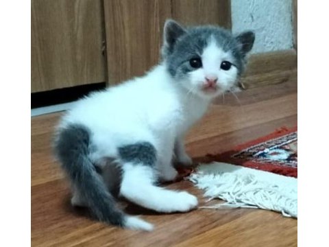 Birbirinden sevimli yavru kedilere yuva olmak ister misiniz?