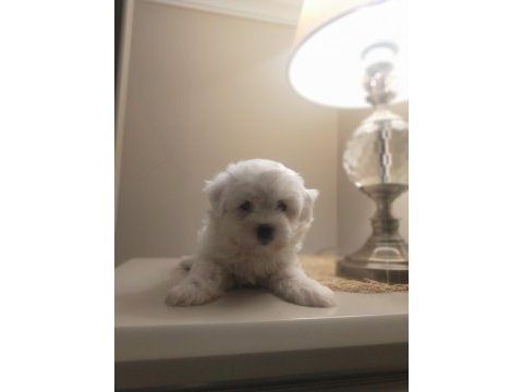 Ev doğumu sıfır numara maltese terrier yavrular