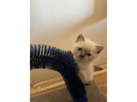 Müthiş güzellikte blue point british shorthair kızımız