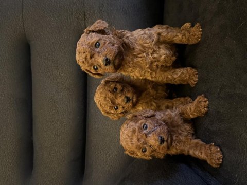 Poodle sağlıklı yavrularım