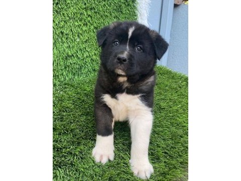 Muhteşem güzellikte akita kurdu yavruları