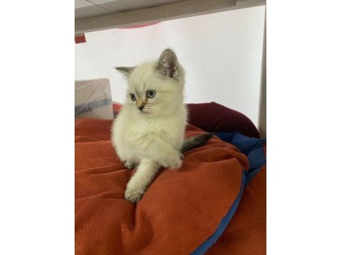 Yavru british shorthair kediler