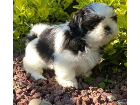 Irk ve sağlık garantili shih-tzu yavrular