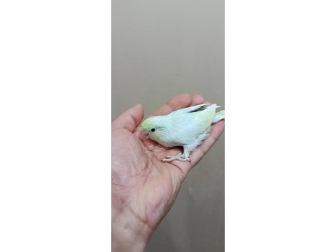 Gökkuşağı dişi turkuaz forpus cep papağanı