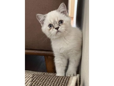 Oyuncu sevecen ve minnak british shorthair