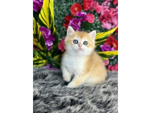 15 adet gold orjinal british shorthair yavrular