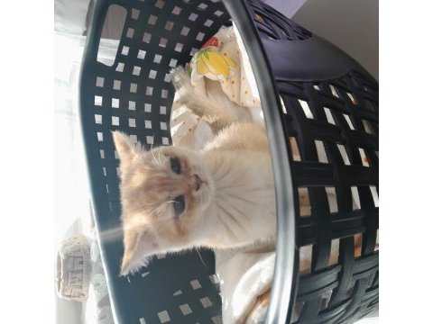 British shorthair kedilerimiz evcimen oyuncudur