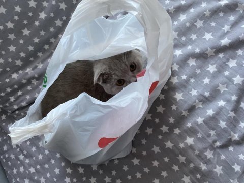 6 aylık dişi oyun delisi scottish fold
