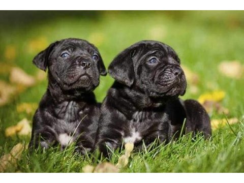 Cane corso black köpekler