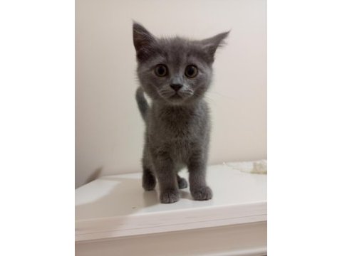 British shorthair iki aylık yavru