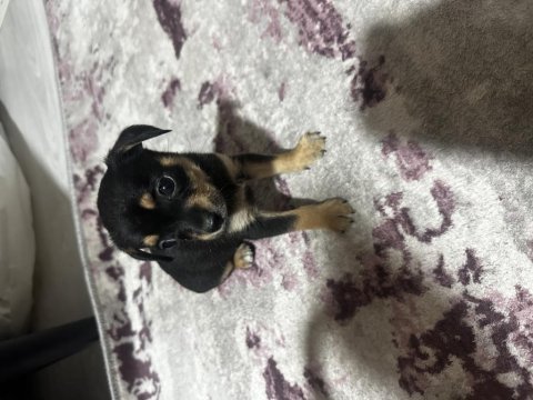 0 numara pinscher yavru