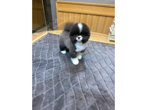 Pomeranian boo dişi ve erkek