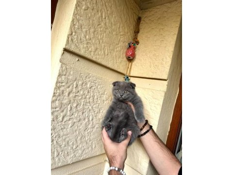 A kalite safkan scottish fold blue